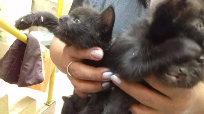 Gato ra a SRD idade 2 a 6 meses nome Sem nome