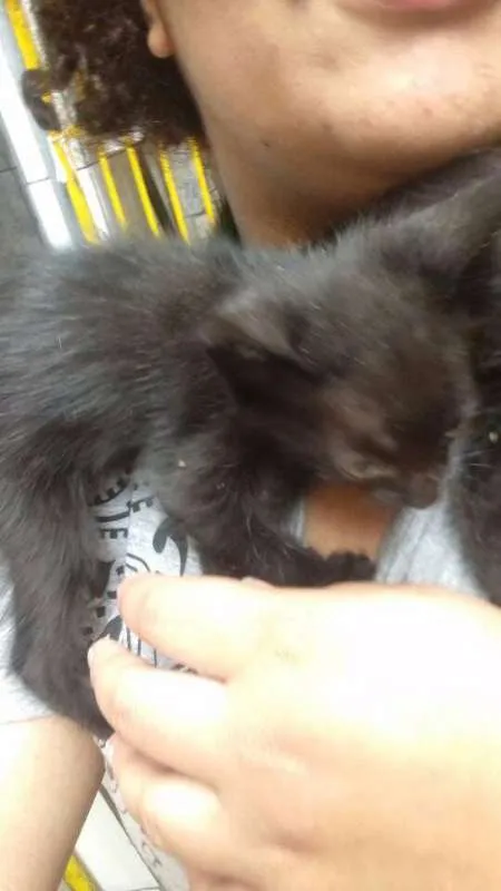 Gato ra a SRD idade 2 a 6 meses nome Sem nome