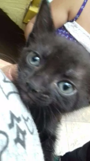Gato raça SRD idade 2 a 6 meses nome Sem nome