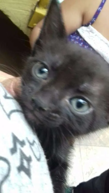 Gato ra a SRD idade 2 a 6 meses nome Sem nome