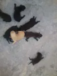 Mãe e Bebês