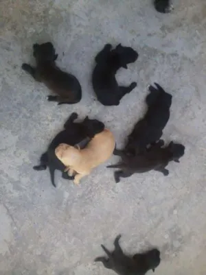 Cachorro raça SRD idade 2 a 6 meses nome Mãe e Bebês