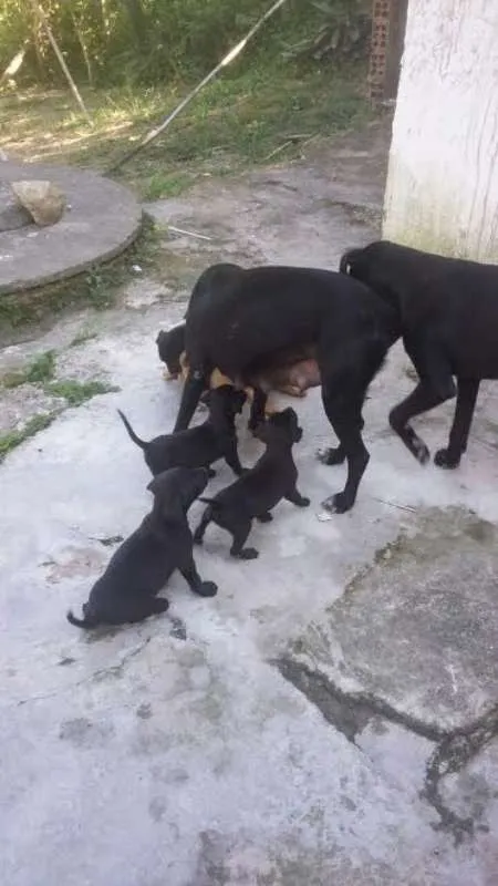 Cachorro ra a SRD idade 2 a 6 meses nome Mãe e Bebês