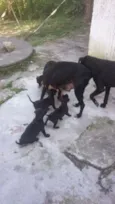 Mãe e Bebês