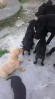 Mãe e Bebês