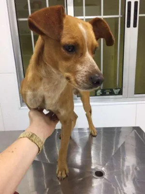 Cachorro raça SRD idade 1 ano nome Sem nome