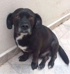 Cachorro raça indefinido idade 5 anos nome Marley