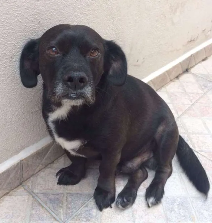 Cachorro ra a indefinido idade 5 anos nome Marley