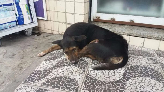 Cachorro raça VIRA-LATA idade 4 anos nome BOB E TINA