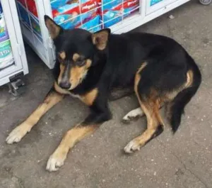 Cachorro raça VIRA-LATA idade 4 anos nome BOB E TINA