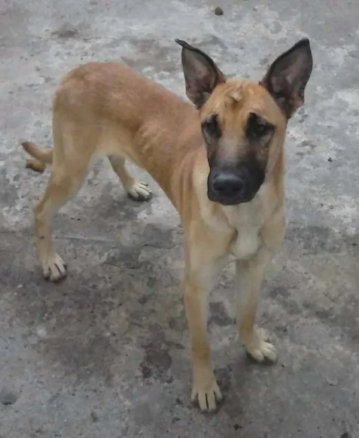 Cachorro ra a SRD idade  nome Aldebaran