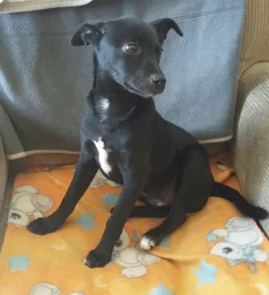 Cachorro raça srd idade 2 a 6 meses nome Milla