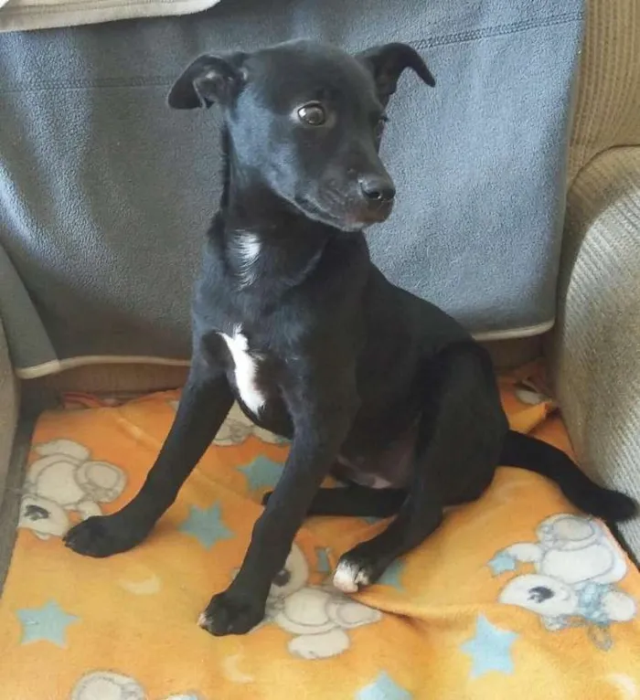 Cachorro ra a srd idade 2 a 6 meses nome Milla