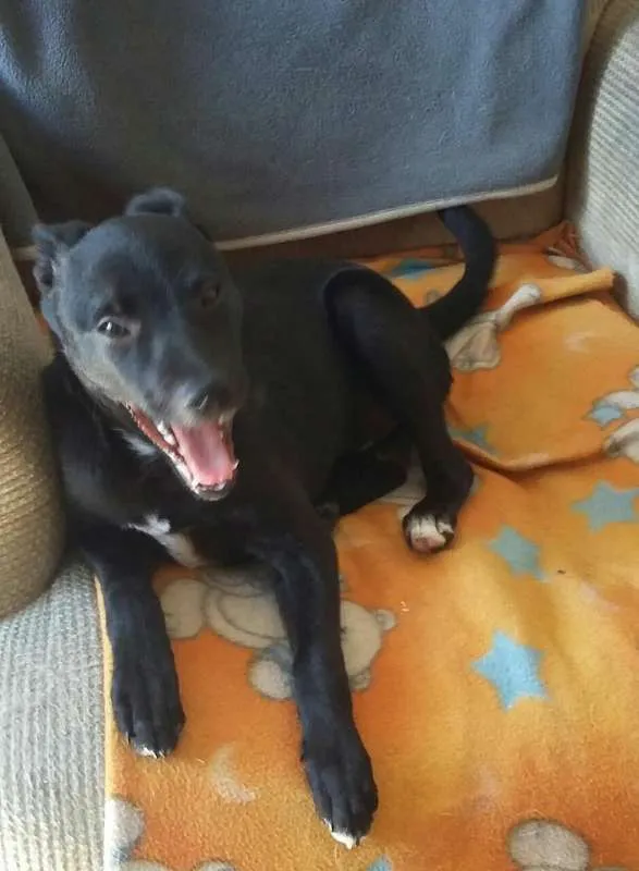 Cachorro ra a srd idade 2 a 6 meses nome Milla