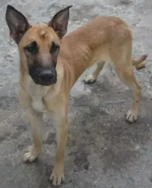 Cachorro raça SRD idade  nome Aldebaran