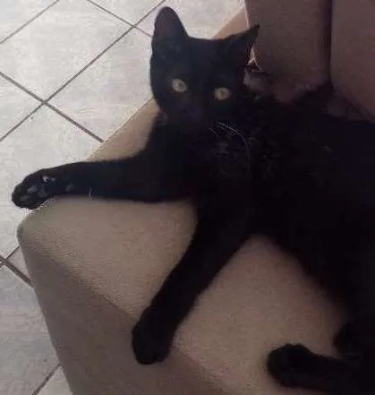 Gato ra a RND idade 7 a 11 meses nome Café