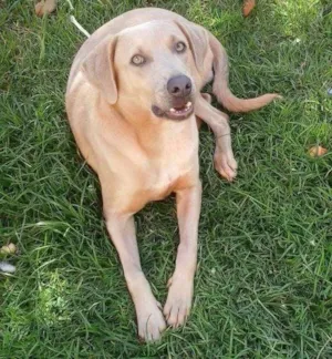 Cachorro raça Labrador idade 2 a 6 meses nome Bores