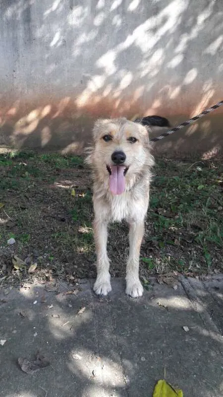 Cachorro ra a SRD idade 1 ano nome Synned