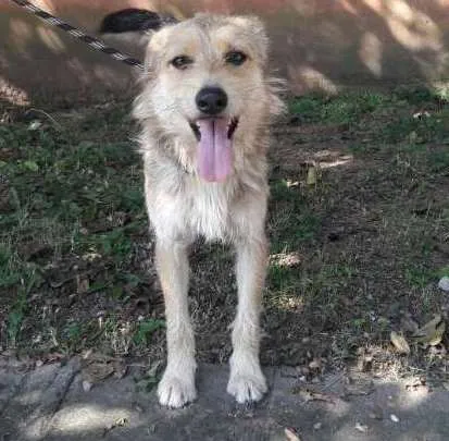 Cachorro ra a SRD idade 1 ano nome Synned