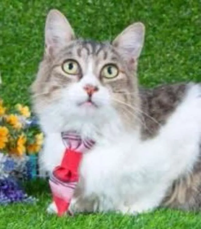 Gato ra a Mix de Siamês idade 2 a 6 meses nome Gatinho Siamês