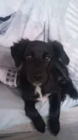 layka