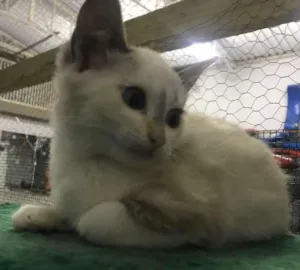 Gato raça  idade 2 a 6 meses nome Fofinhos