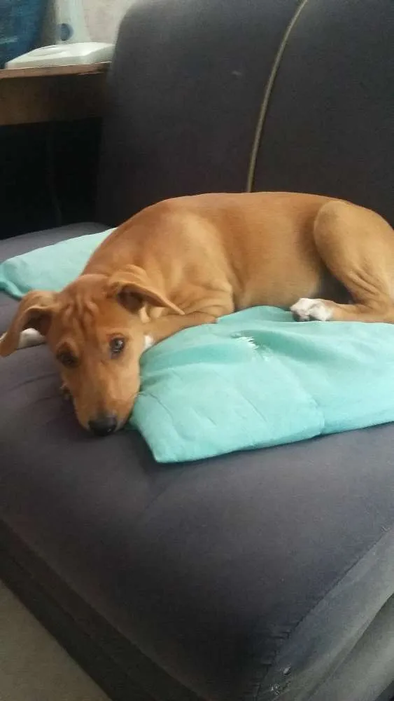 Cachorro ra a vira lata idade 2 a 6 meses nome Lunna