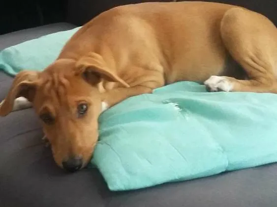 Cachorro ra a vira lata idade 2 a 6 meses nome Lunna