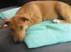 Cachorro raça vira lata idade 2 a 6 meses nome Lunna