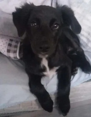 Cachorro raça vira lata idade 2 a 6 meses nome layka