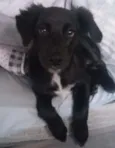 layka