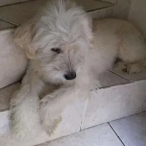 Cachorro raça Vira lata poddle idade 2 anos nome Fred