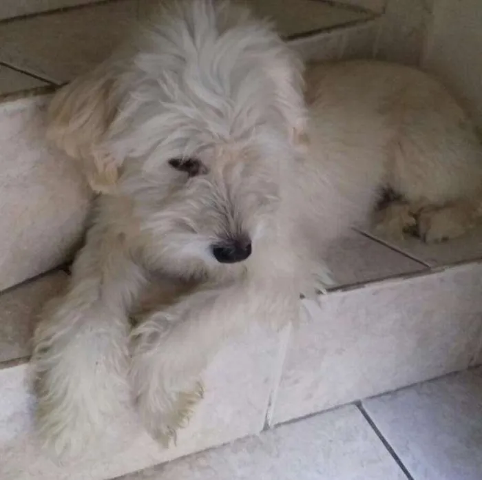 Cachorro ra a Vira lata poddle idade 2 anos nome Fred