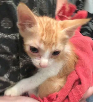 Gato raça  idade  nome Sol
