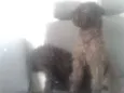 Tom