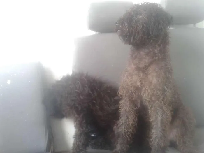 Cachorro ra a Poodle idade 7 a 11 meses nome Tom