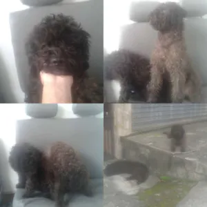 Cachorro raça Poodle idade 7 a 11 meses nome Nina
