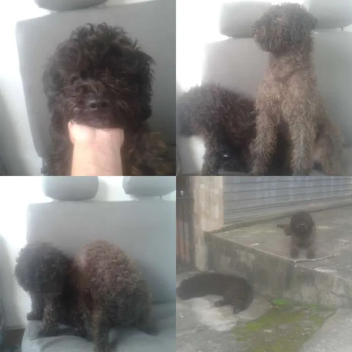 Cachorro ra a Poodle idade 7 a 11 meses nome Nina