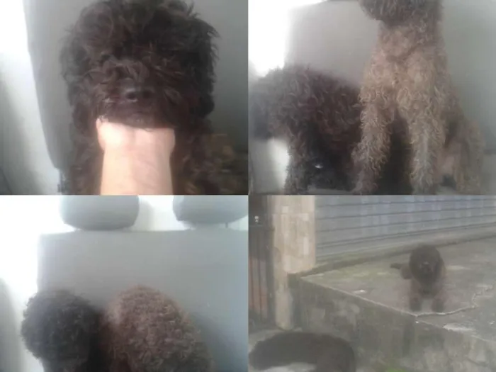 Cachorro ra a Poodle idade 7 a 11 meses nome Nina