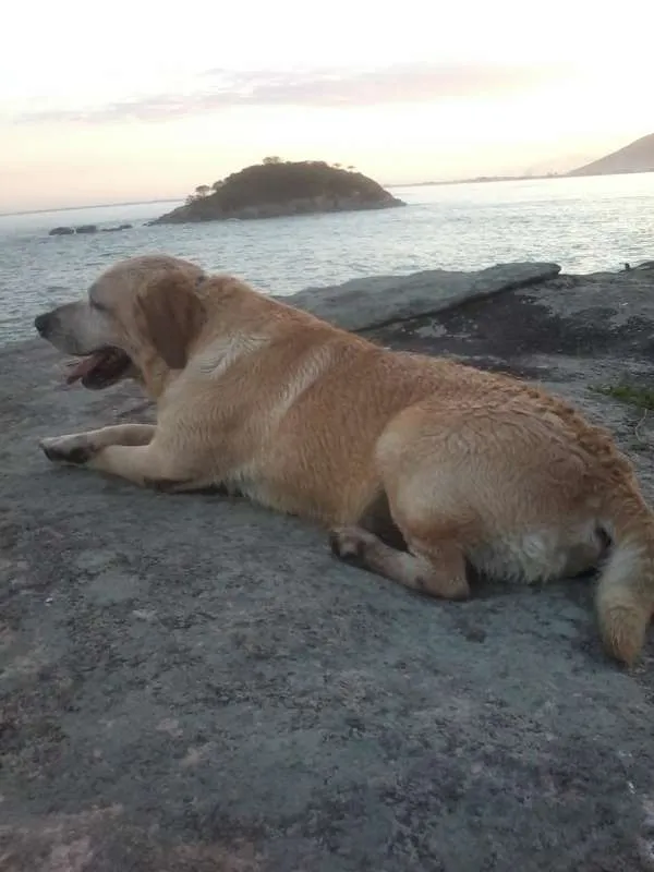 Cachorro ra a Labrador idade 6 ou mais anos nome Fox