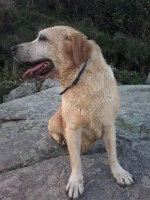 Cachorro raça Labrador idade 6 ou mais anos nome Fox