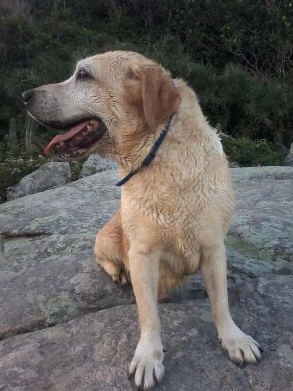 Cachorro ra a Labrador idade 6 ou mais anos nome Fox