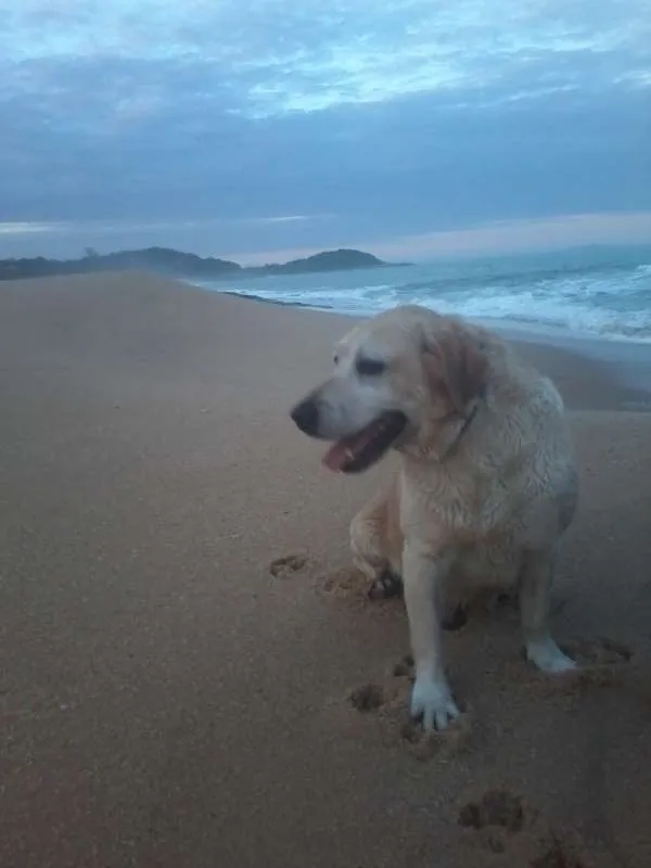 Cachorro ra a Labrador idade 6 ou mais anos nome Fox