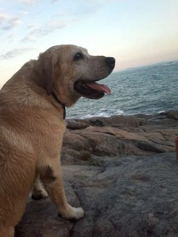 Cachorro ra a Labrador idade 6 ou mais anos nome Fox