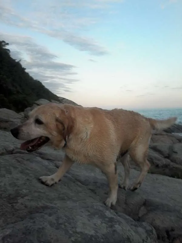 Cachorro ra a Labrador idade 6 ou mais anos nome Fox