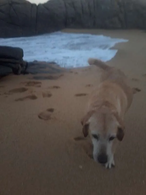 Cachorro ra a Labrador idade 6 ou mais anos nome Fox