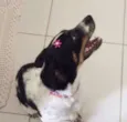 Snoopa