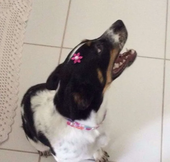 Cachorro ra a RND idade 7 a 11 meses nome Snoopa