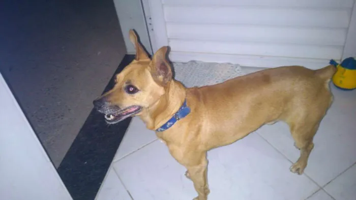 Cachorro ra a Indefinida  idade 5 anos nome Fredy 