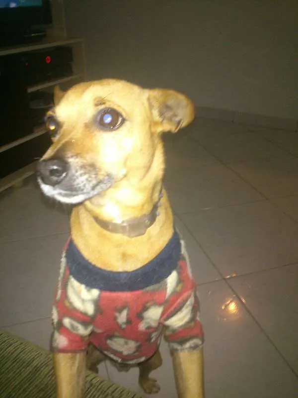 Cachorro ra a Indefinida  idade 5 anos nome Fredy 